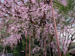 細殿の左手にあるのが、みあれ桜。

葵祭に先立つ神迎えの神事、「御阿禮」（みあれ）の際に、この木の下を神幸することから名付けられたそうです。