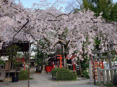 見事な枝垂桜でした。