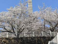 甲府城跡(舞鶴城公園)に来ました。ここも桜が満開でした♪