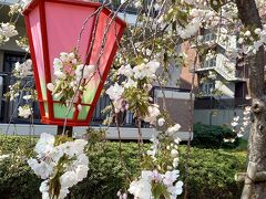 色んな種類の桜が、その名前と由来を書いた看板とともに並んでいる通り抜けでした。