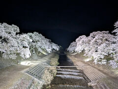 ウグイ川上流方向の桜。
