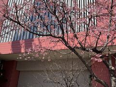 途中、桜が咲いていました。

「坂町の寺桜」と言うそうで、昔ここにあった医王寺の境内に明治初めごろに植えられた桜で、樹齢百三十年、熱海桜が終わるころから、ソメイヨシノが咲くまで咲き続けるそうです。