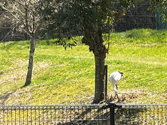 最初の立ち寄り地は「兵庫県立コウノトリの郷公園」。

地域をあげてコウノトリを保護していることがよくわかりました。

もと新潟県民だったので、トキ保護センターを思い出しますわ～