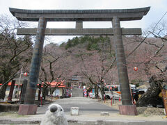 ところがどっこい、護国神社の桜は時期が早すぎたのか、まだ全然咲いておらず、こんな有様。

ゴエモン「がーん。がっかりだ。」