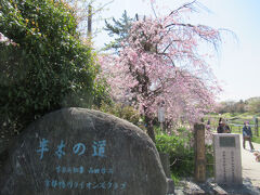 上賀茂神社から賀茂川をだいぶ下って植物園の所からは半木の道になります