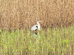 三宝寺池側に来ました。
こっちに来るとより自然食が強くなります。
野鳥発見！！多分アオサギかと。
