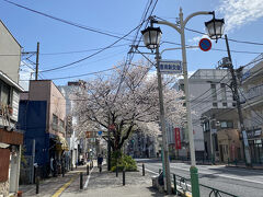 千川通りの桜並木を堪能します。