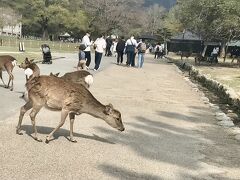 【鹿だらけ】
出会った鹿を全員写真に収めてやる！と息巻いてましたが、早くも諦めました。