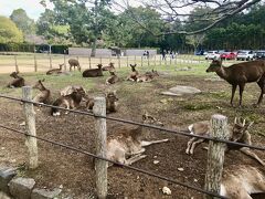 【鹿の楽園】
あちこちに鹿がいます。人を全然怖がってません。もしかして鹿せんべい持ってる？って感じの顔しながら近寄ってきたりします。