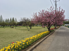 4/18AM。
あけぼの山農業公園に行ってみました。