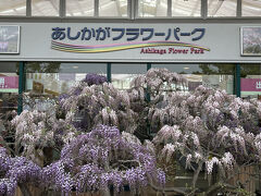 「いちごの里」の後は栃木県の足利市にある「あしかがフラワーパーク」に行きます。