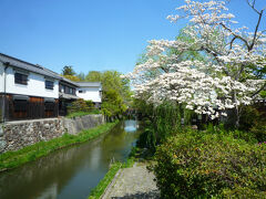 「明治橋」の上から眺めた八幡掘です、

袂に咲く木蓮の花が満開でした…、まさに春爛漫です。

