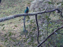 身近にケツァールが現れました。（こんなに近く見られる事は稀だそうです。）
近くの木々に飛び回ります。