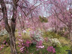 原谷苑内には見事な枝垂れ桜が沢山植わっていました。