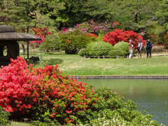 この六義園も園内を囲むようにつつじが沢山植えられている。
園内はかなり広く、散発的に植えられている所もあって、見て廻るのは根津よりこちらのほうがお勧め。廻りやすい。
特に池の周囲が綺麗。
もともと回遊式庭園であり様々な草木が植えられているので一年を通して多くの花を楽しめる。