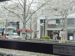 途中、鶴岡八幡宮の若宮大路の桜も見ごろ。
でも平日なのに道路が渋滞。。。