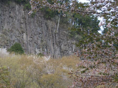 屏風岩公苑のサクラ。