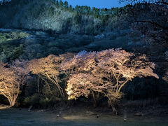 ライトアップされた屏風岩公苑のサクラ。