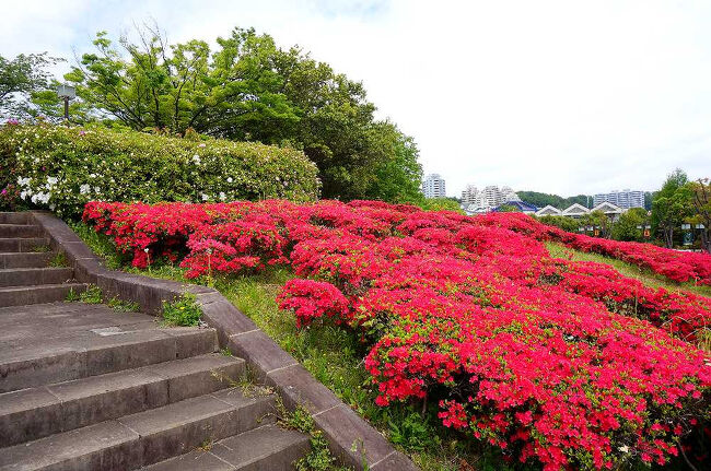 4月24日（木）、周囲の桜は完全に散ってしまい、ここしばらく天気も思わしくなかったが、ようやく晴れ間が見えてきたので、久しぶりに近場の花を見に散歩に出かける。稲城中央公園野球場沿いのツツジは、今まさに満開になっていた。