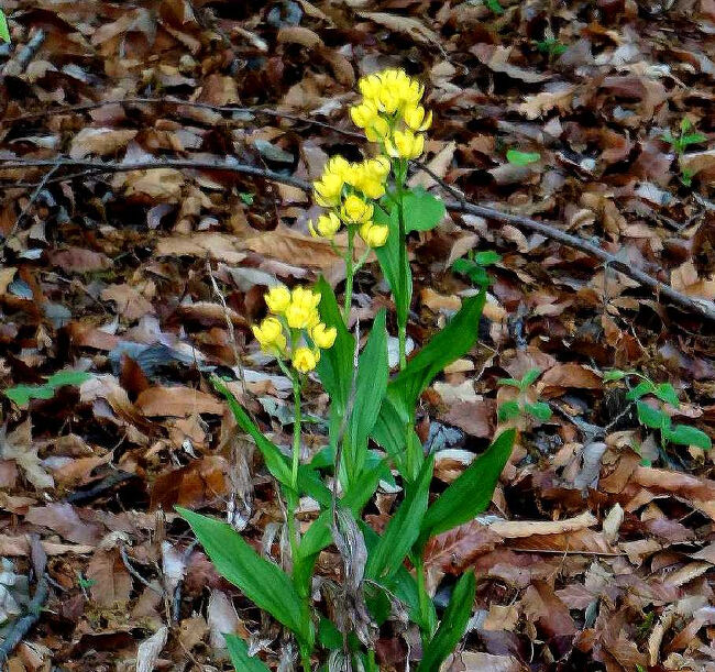 遊歩道から比較的近い花を狙って接写（その１）。