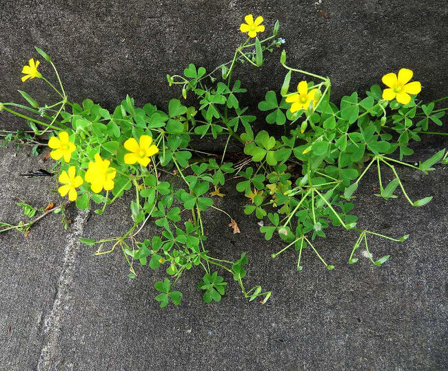 昨年のほぼ同時期（4月20日）には、絶滅危惧種と言われるキンランの花を初めて見ることが出来たので、今年はどうなっているか気になり、まずは、昨年キンランが咲いていた公園内の林へ直行。行く途中の道路沿いでも、可憐な花（カタバミ）が咲いていた。