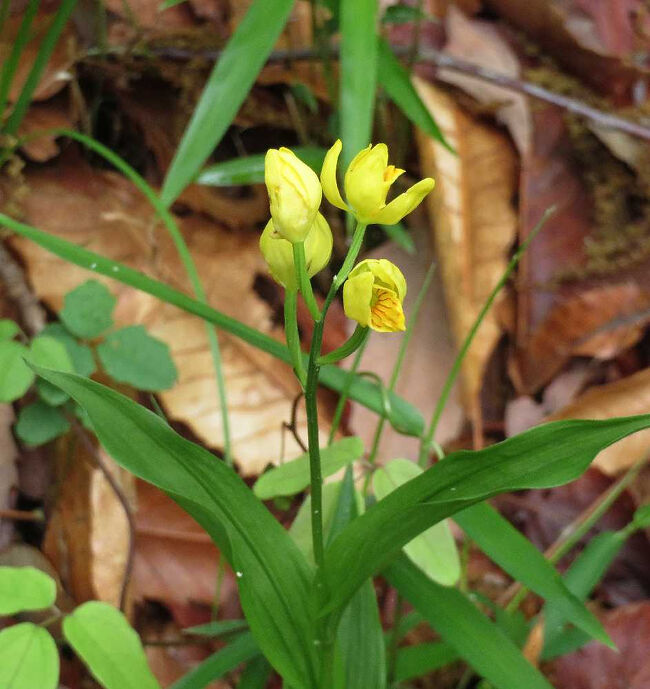 接写その３．まだ若い株。