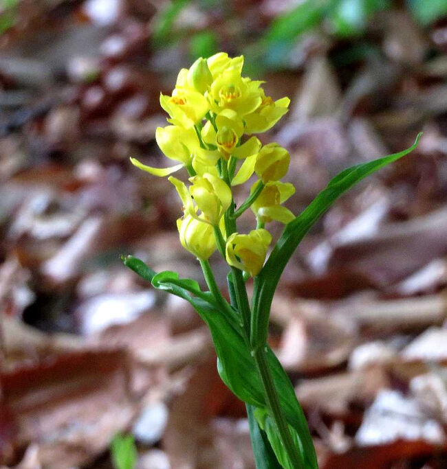 とりわけ多くの花を付けた株を拡大して。