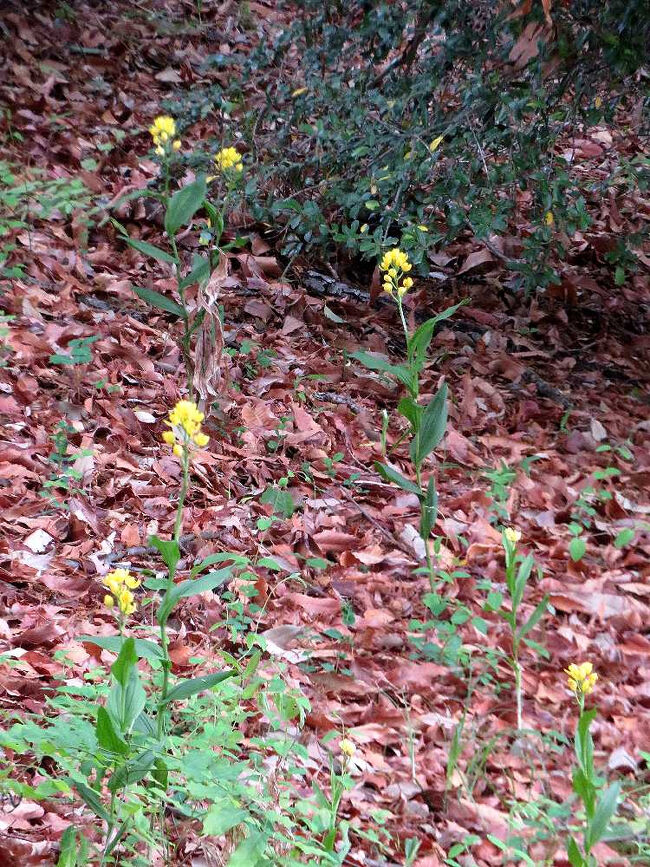キンランは、林の斜面に散らばって咲いていて、遊歩道からは林の奥までは入れないので、接写はなかなか難しい。