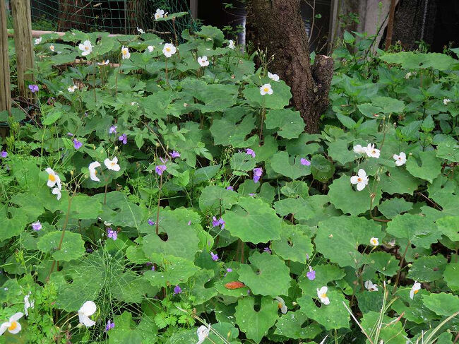 この白い花は何という花だろうか？葉がふきに似ている。