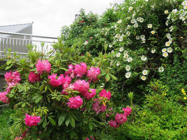 奥のほうにはシャクナゲとバラ。シャクナゲは今が見ごろだ。この前来た時は数輪しか開花していなかった。