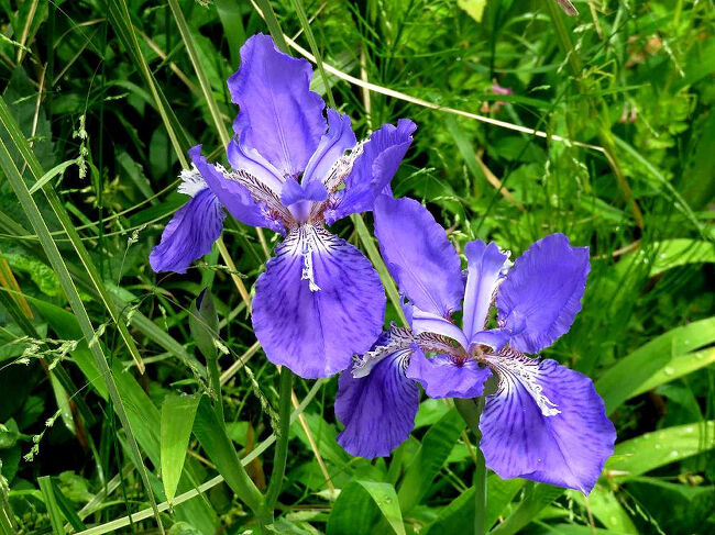 菖蒲も見ごろ。