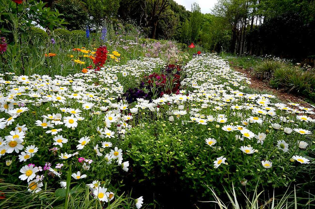 菊に似た白い花が一面に咲いていた（ノースポール）。