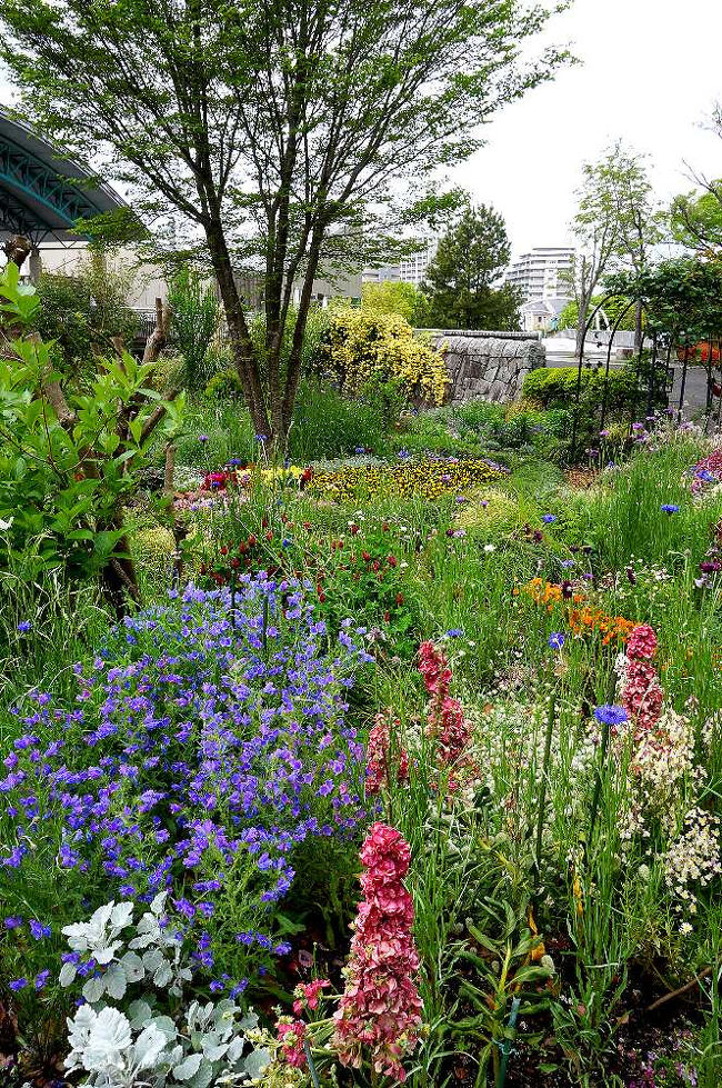 花壇の先にはモッコウバラ。