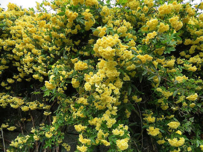 モッコウバラも今が見ごろ。