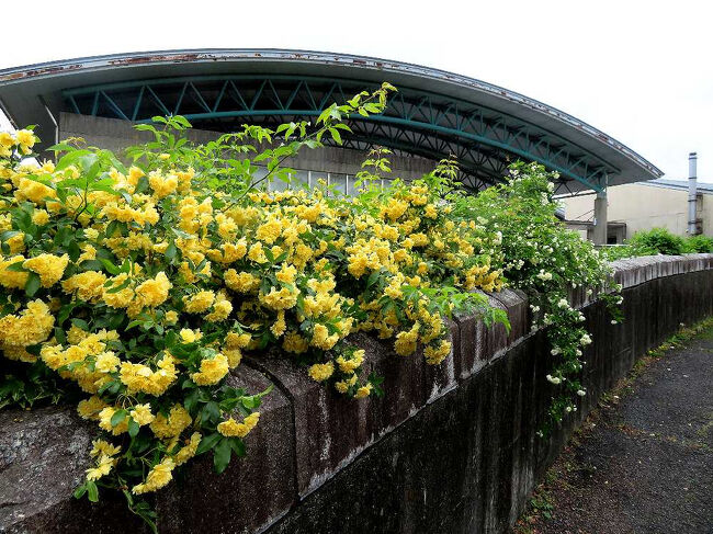 モッコウバラと白いバラ。