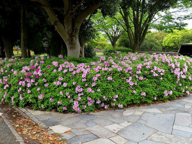 再び稲城中央公園。ツツジは3分咲きくらいか？
