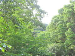 　この日の昼過ぎから、鶴岡八幡宮に参拝することにしました。首都圏の名だたる観光地だけあって、平日（水曜日）でしたが、鎌倉駅あたりからたくさんの観光客が歩いていました。外国人観光客も多かったです。鶴岡八幡宮の方へ向かう若宮大路も渋滞気味でした。駐車場が開いているか心配でしたが、何とか境内の西側にある駐車場に空きを見つけました。よって西鳥居をくぐる形での参拝となります。
