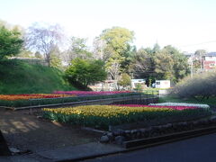 泉蔵寺のチューリップは見事！