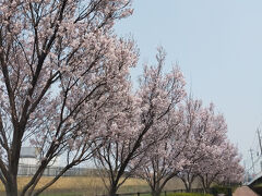 ここら辺は色々な種類の 桜が咲いています