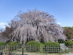 円山公園に来ました。