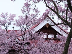 高遠閣と桜