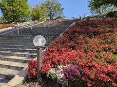 階段の両サイドはかなり咲いていました。