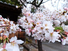 慈雲禅寺の桜