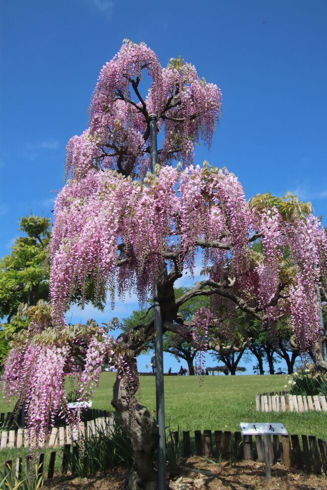 藤岡 「ふじの咲く丘」』藤岡(群馬県)の旅行記・ブログ by Mr