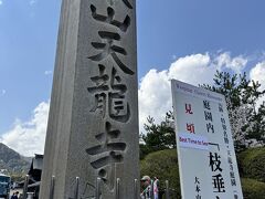 天龍寺に行きました
枝垂桜見ごろの看板が出ていました
