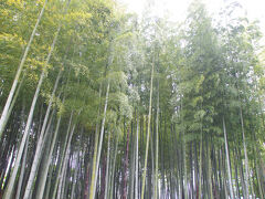 円行公園の竹林　タケノコが生えていましたが、厳重な柵で囲まれていました