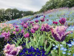 巨大な花壇に色とりどりの春の花。