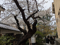 美術に造詣は無いけど入館。意外とじっくり楽しめてしまった…中庭の桜も綺麗