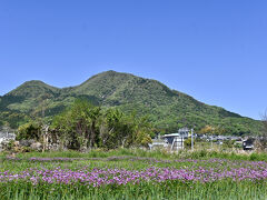 県道を歩くと遠回りになっちゃうので

れんげ畑をぬけて近道で