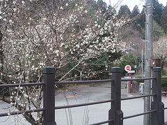 白山長滝駅。
ここまで来ると山の中のせいか、桜というより梅が咲き始めたところのようです。